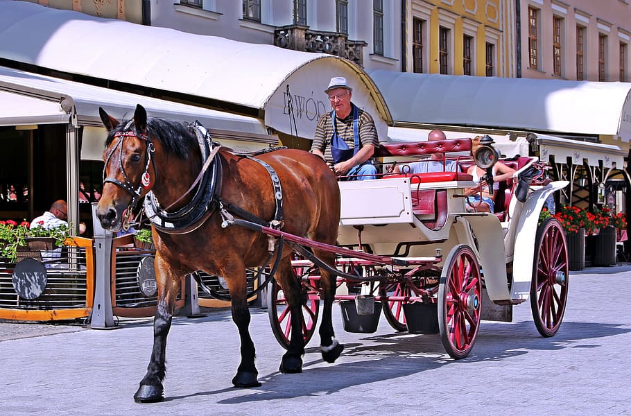 Carriage, Horse, Tourists, Transport, carriage, horse, city, street, town, transportation, tradition