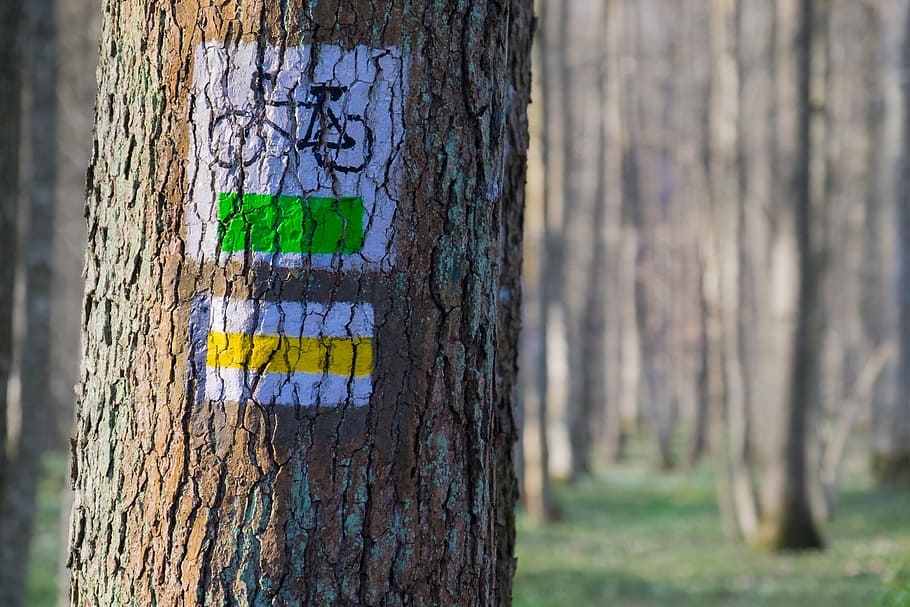 bicicleta, ruta, letrero, prueba, amarillo, turista, bosque, bosques, señalización, tronco de árbol