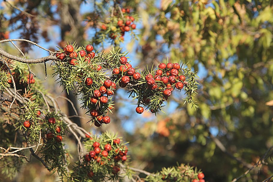 tree, juniper, forest, branch, berry, nature, coniferous tree, barb, healthy eating, fruit
