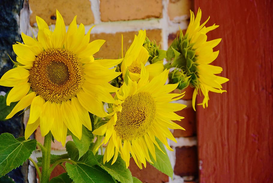 selective, focus photo, common, sunflower, helianthus annuus, ordinary sunflower, close, helianthus, yellow, summer
