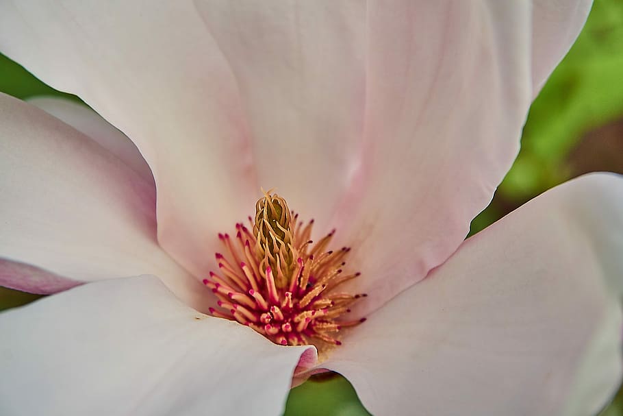 tulip magnolia, magnolia × soulangeana, magnolia, magnolia blossom, dekat, mekar, warna merah muda, putih, magnoliengewaechs, yulan magnolia