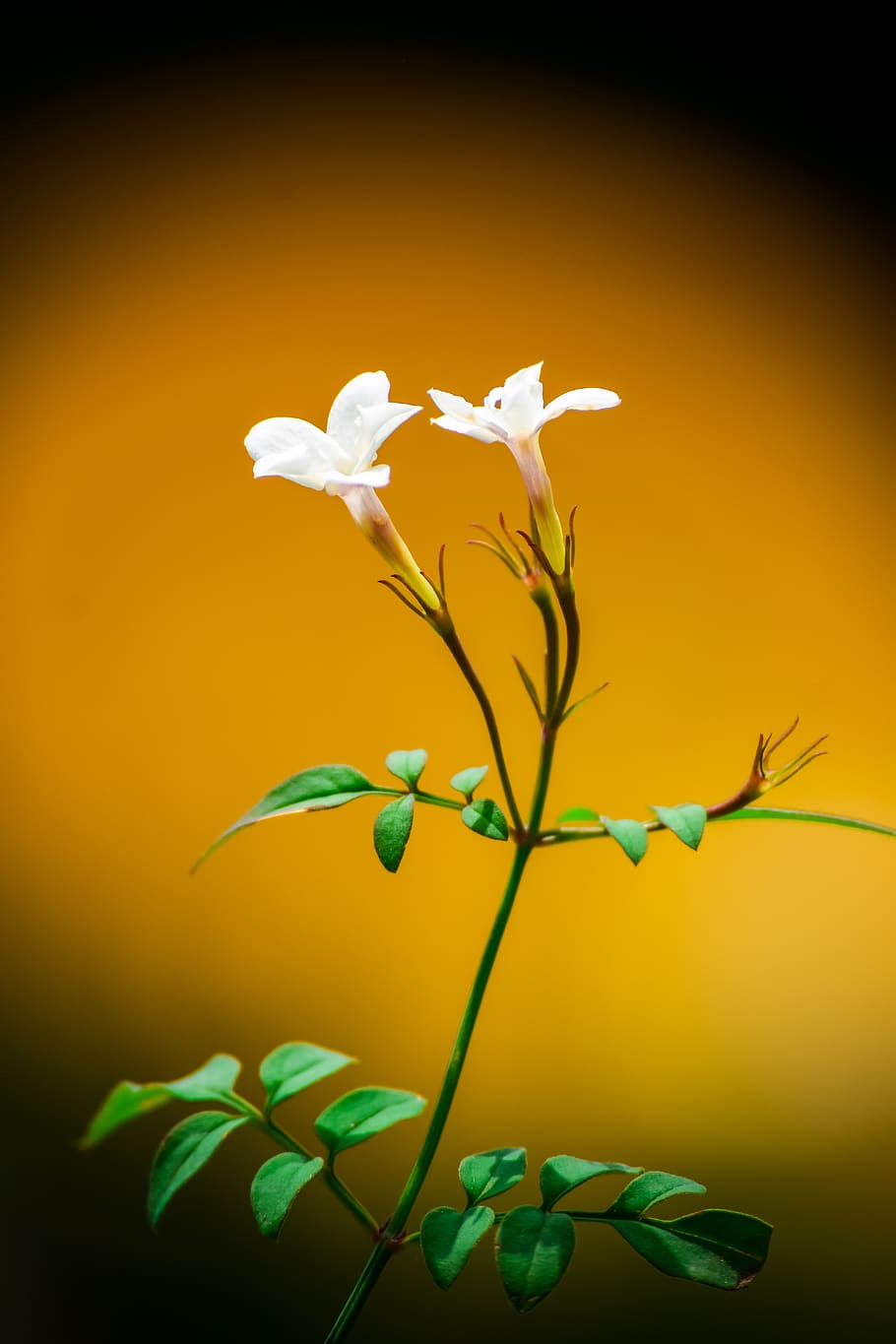 la flor nacional de pakistán, flor de jazmín, jazmín común, flor, flor  amarilla, blanca, naturaleza, planta, planta floreciendo, belleza en la  naturaleza | Pxfuel