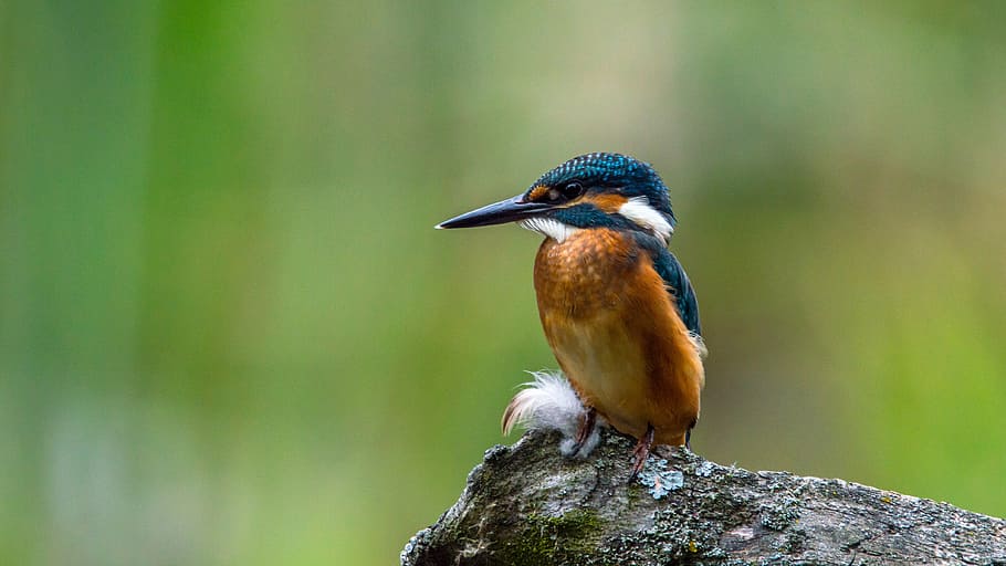 brown, blue, long-beaked bird, perched, gray, rock, kingfisher, bird, common kingfisher, small