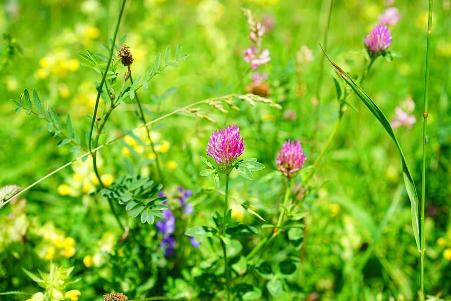 red clover, klee, pointed flower, fodder plant, pink, red, meadow, grass, trifolium pratense, fabaceae