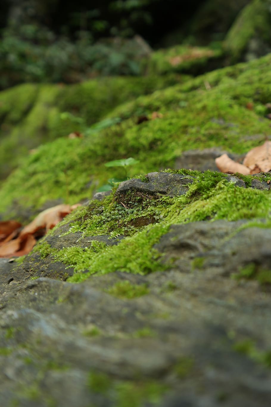 moss, stone, nature, green, close up, macro, forest floor, plant, bemoost, selective focus