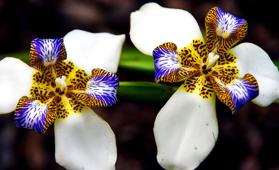 iris caminando brasileño, noemarica gracilis, iris, flor, blanco, morado,  marrón, amarillo, colorido, planta floreciente | Pxfuel