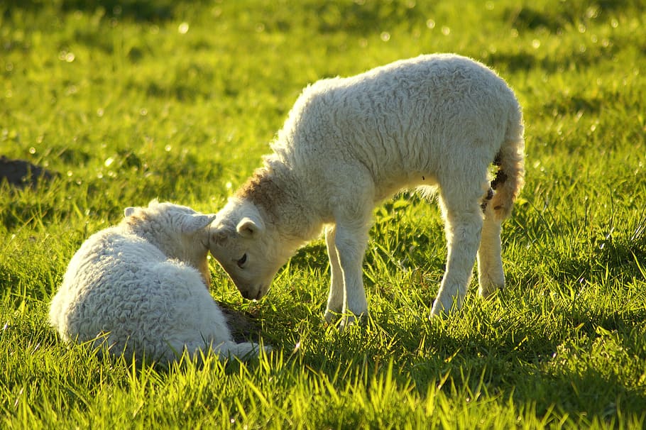lambs, comfort, poke, contact, trust, familiar, i beg your pardon, easter, schäfchen, sheep