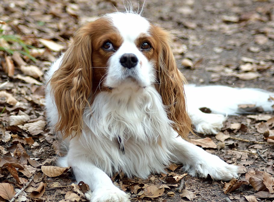long-coated, white, brown, dog, small, purebred dog, pets, one animal, domestic animals, cavalier king charles spaniel