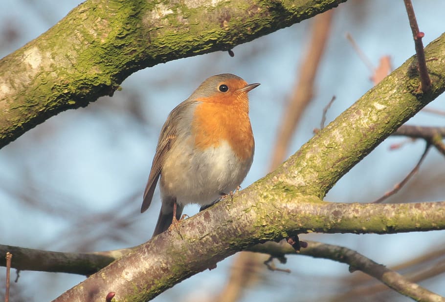 gray, orange, bird, tree branch, daytime, robin, songbird, sparrow bird, nature, beautiful