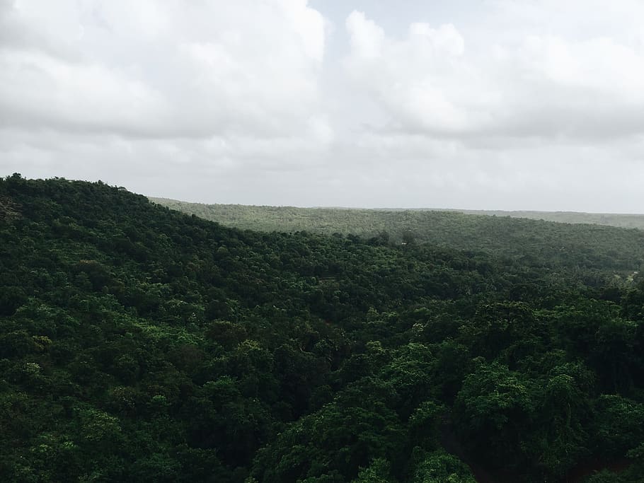 green, forest, jungle, trees, leaves, nature, plants, flowers, sky, clouds