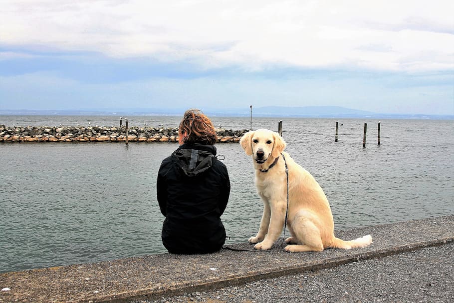 золотой, ретривер щенок, сидит, рядом, женщина, наблюдая, вид на океан, дневное время, внешний вид, спейсер