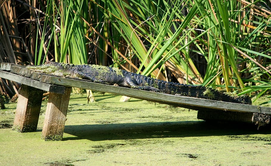 american alligator, reptile, crocodilian, sun bathing, 3 5 meters, swamp, one animal, plant, nature, vertebrate