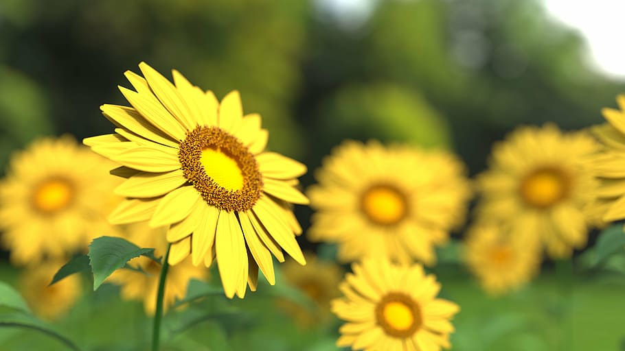 selective, focus photography, sunflower, yellow, petaled, flower, daytime, flowers, nature, blossoms