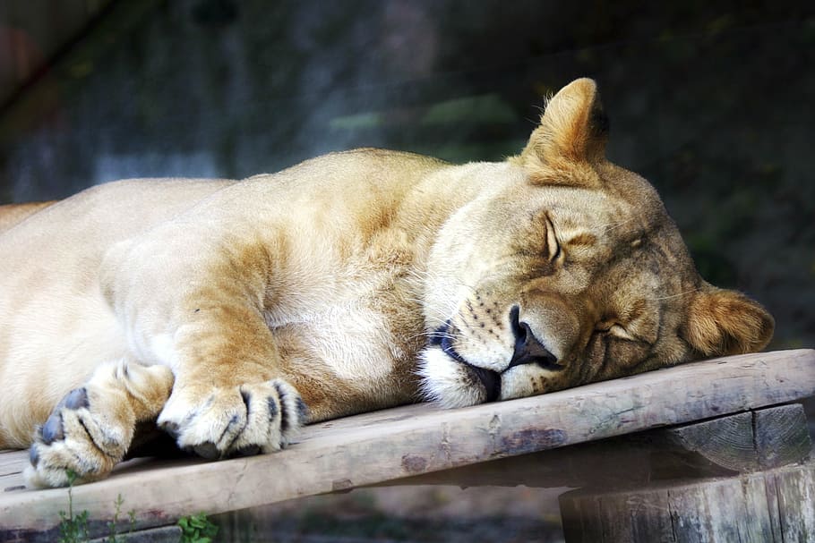 lioness, animal, the zoo, košice slovakia, sleep, the head of the, relaxation, mammal, feline, cat