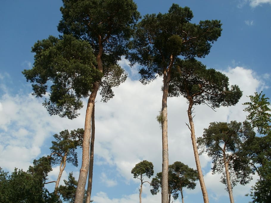 pine trees, pinus, sylvestris, trees, nature, plant, trunk, wood, environment, evergreen