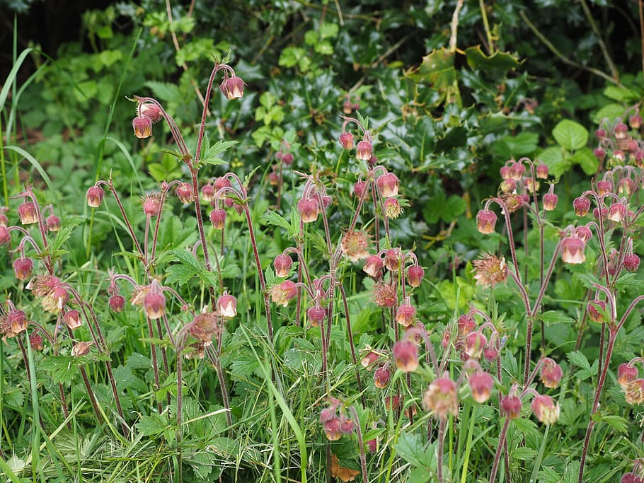pointed flower, avens, geum rivale, geum, rose greenhouse, rosaceae, inflorescence, flowers, red, sweet