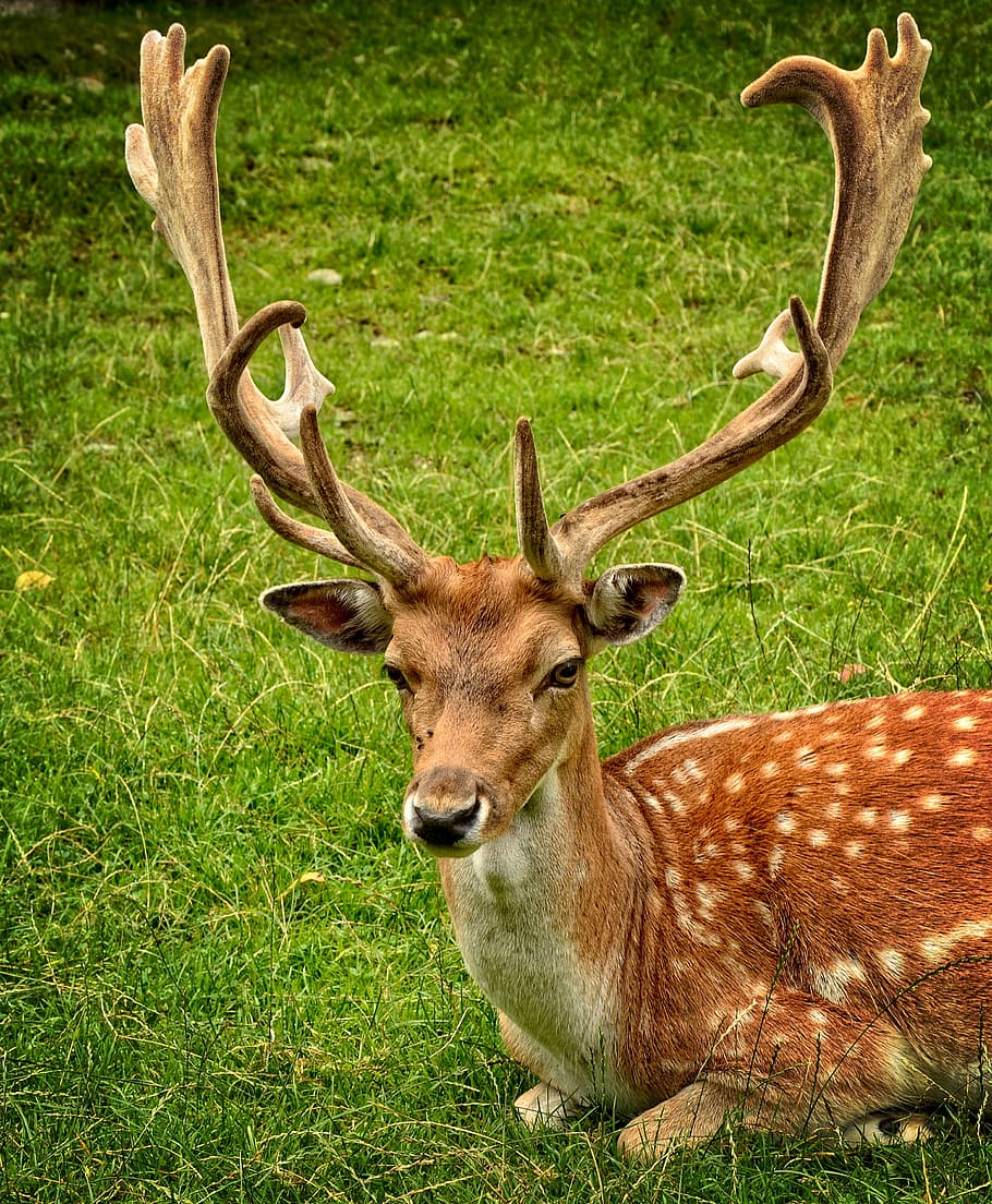 reclining, fawn, grass field, antler, antler carrier, fallow deer, hirsch, dama dama, male, wild animal