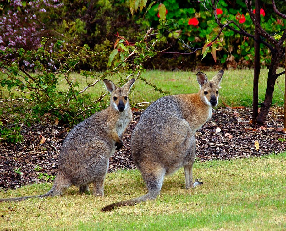 Wallaby, Marsupial, Animal, Australia, wallaby de cuello rojo, queensland, jardín, dos animales, fauna animal, temas de animales