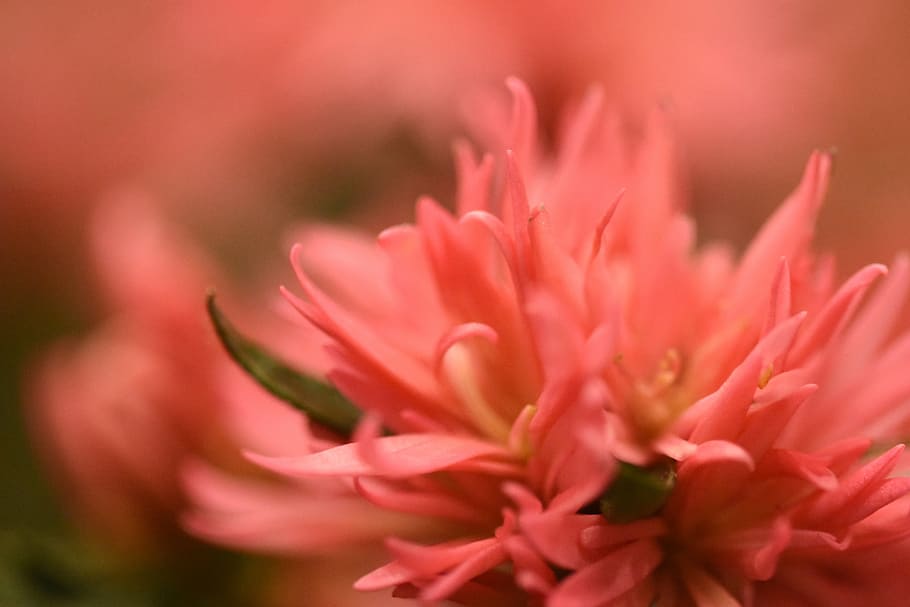 closeup, fotografi, pink, bunga krisan, kabur, bunga, makro, tanaman, musim semi, alam