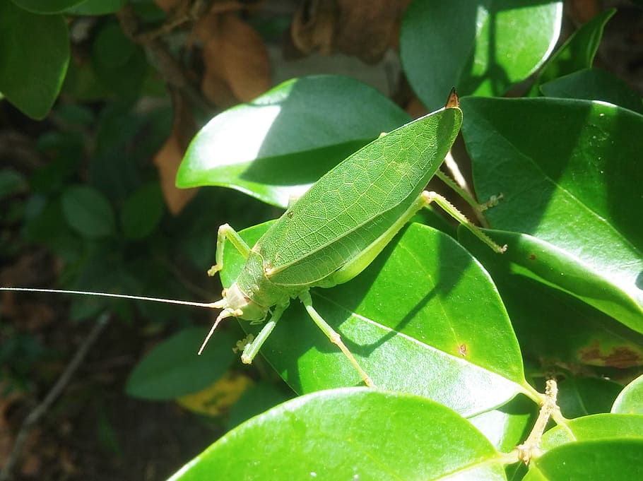 grasshopper, camouflage, katydid, leaves, green, insect, entomology, nature, leaf, bug
