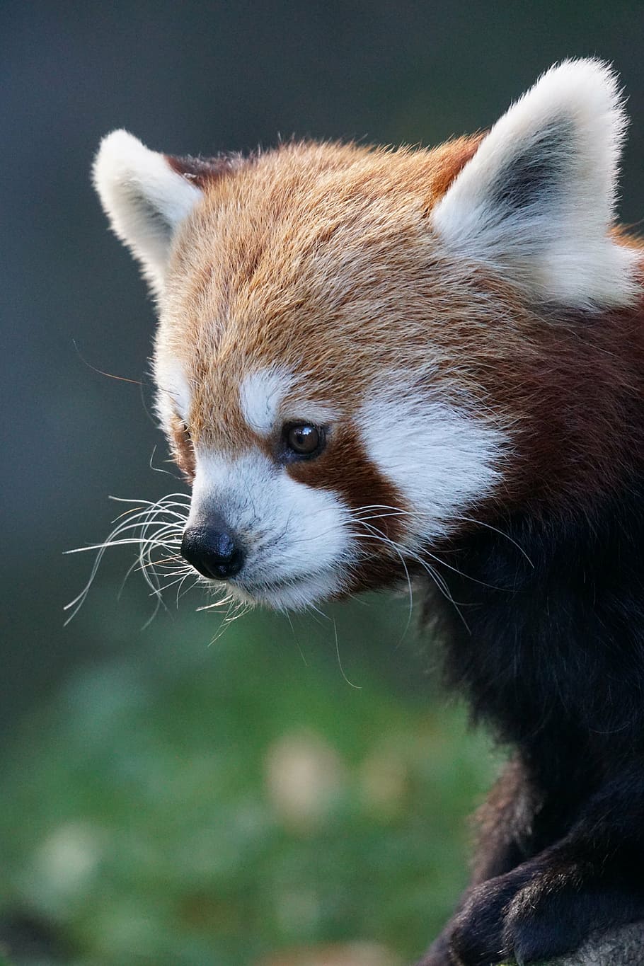 selective, focus photo, red, panda, red panda, fire fox, gold dog, cute, animal world, close
