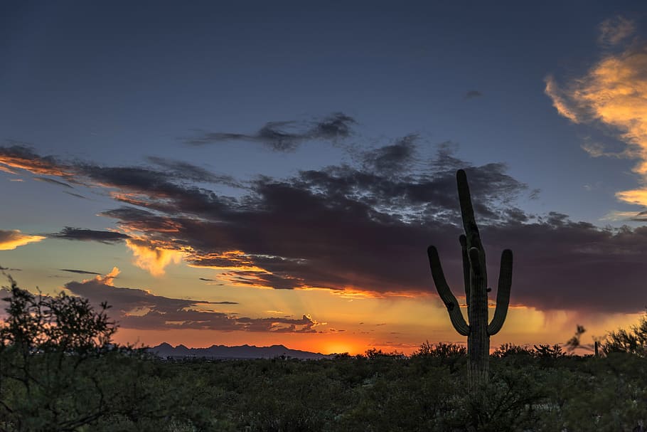 matahari terbit, kabel, arizona, langit, matahari terbenam, menanam, kaktus, awan - langit, tanaman sukulen, saguaro kaktus