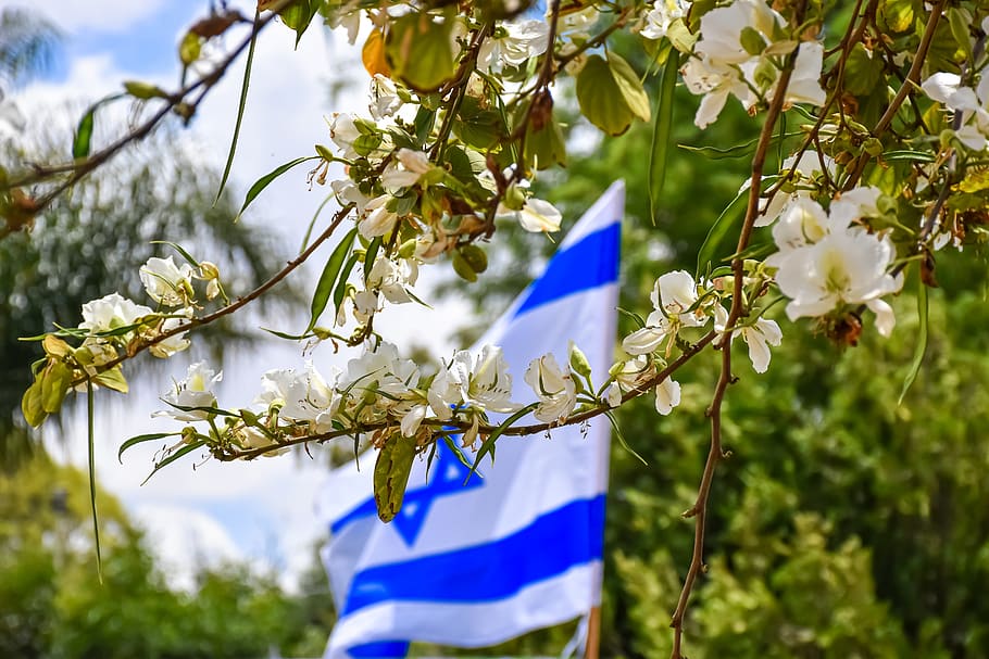 israeli flag, flowers, spring, trees, nature, blossom, white, israel, independence day, holy land