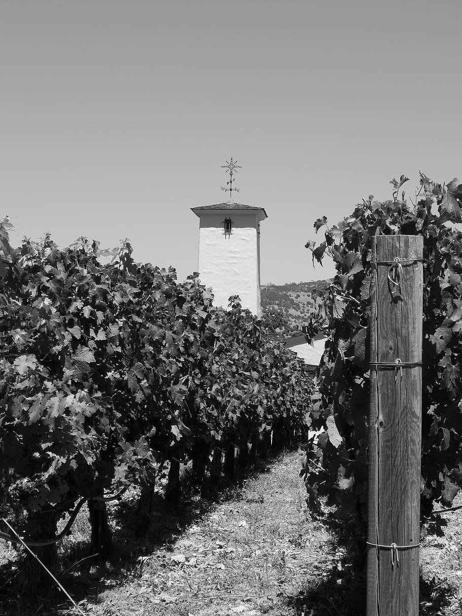 kebun anggur, bangunan, anggur, pertanian, pemeliharaan anggur, pedesaan, pemandangan, negara, perkebunan anggur, di luar ruangan
