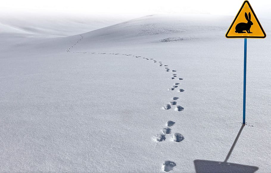 foot prints, snow, jura, hare, animal, posters, path, winter, sign, nature