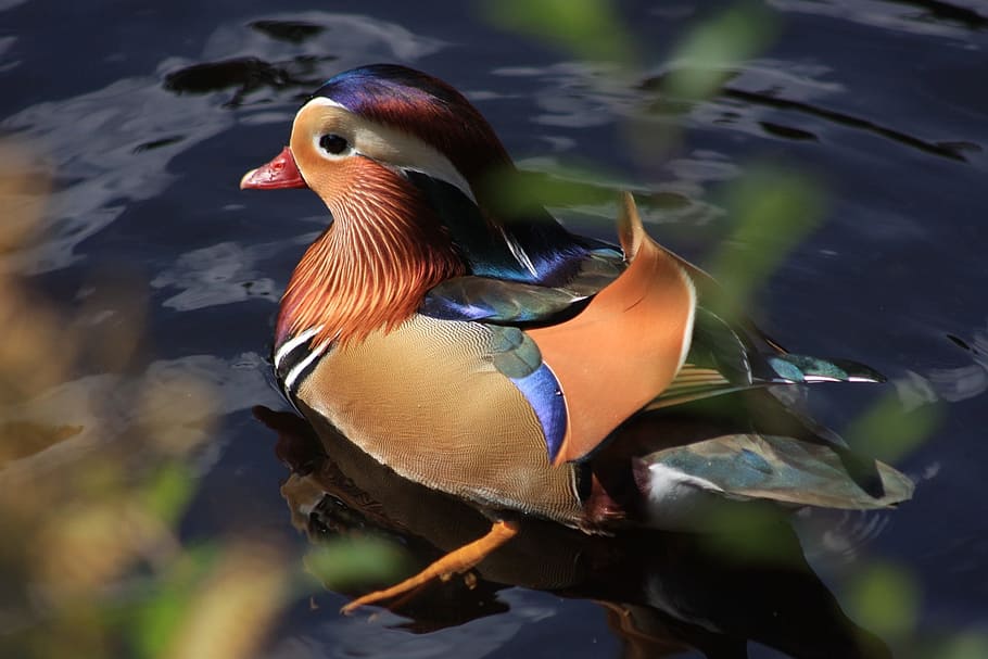 brown, red, mallard duck, body, water, body of water, duck, water bird, mandarin ducks, animal world