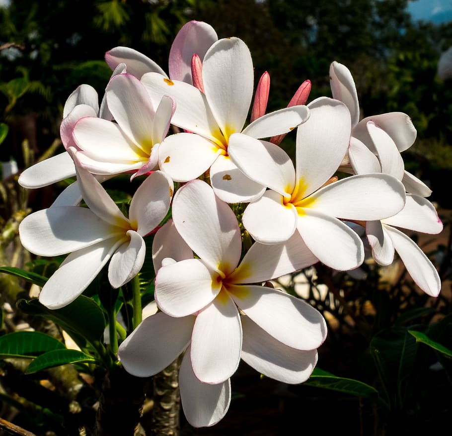 fotografía de primer plano, blanco, plumerias, flor, florecer, amarillo, frangipani, plumeria, blanco amarillo, frangipandi
