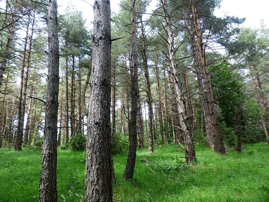fotografía de ángulo bajo, alto, verde, hojeado, árboles, blanco, nubes, durante el día, bosque de pinos, bosque
