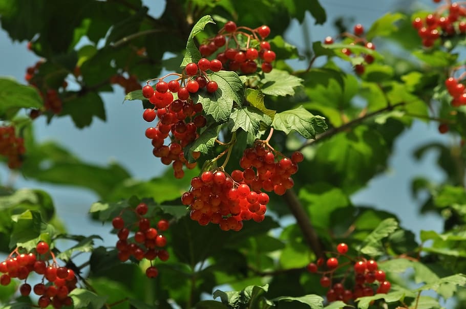 viburnum, red, bush, berry, leaves, plant, therapeutic, ukraine, autumn, sky