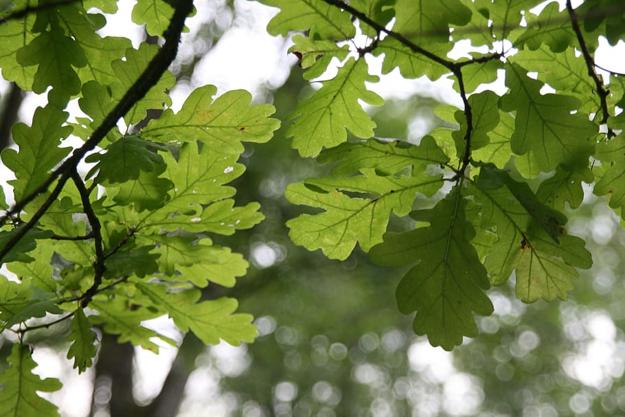 oak, leaf, green, tree, nature, leaves, oak leaves, forest, background, oak leaf