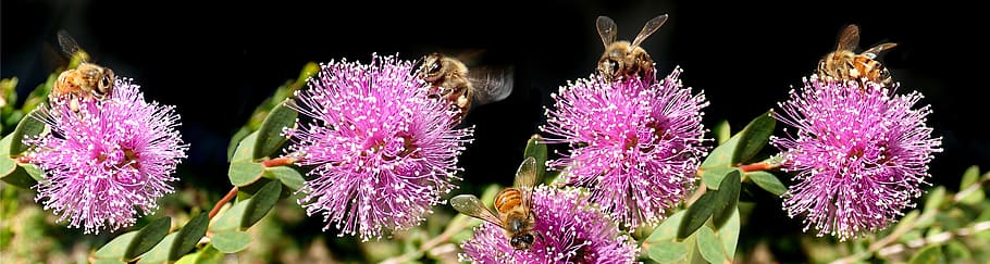 abejas, insectos, pancarta, polen, flores, australiano, nativo, maleleuca, planta, jardín