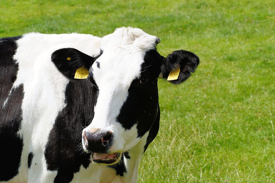 white, black, cow, green, grass field, Cow, Milk, Milk Cow, Holstein Cattle, cattle breed, schwarzbunt