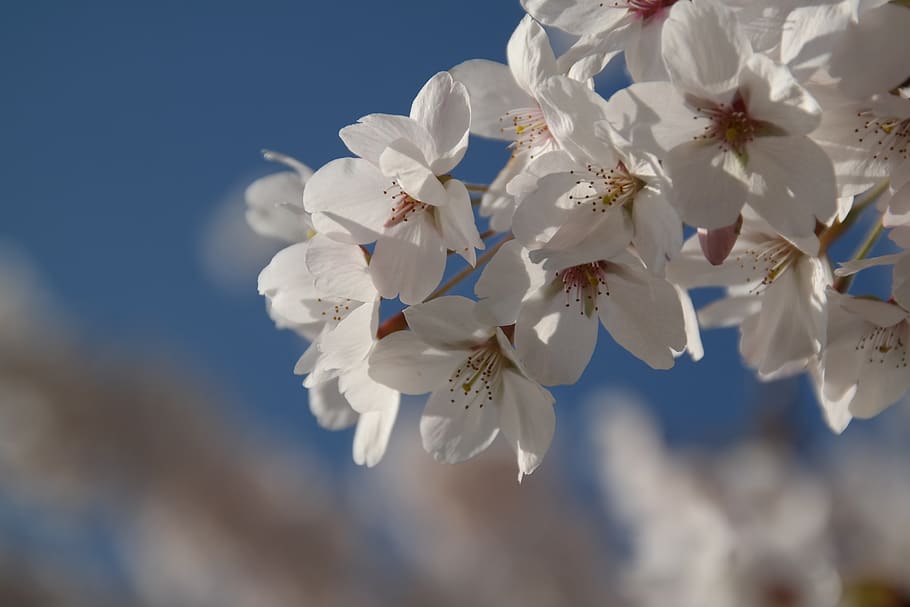 Apple Blossom Flowers White Sky Blue Spring Tree Branch The Beginning Of Spring Nature Pxfuel