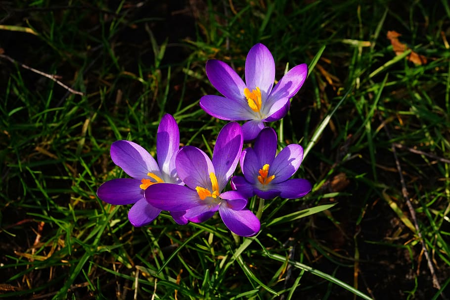 crocus, purple, flowers, colorful, nature, spring, beautiful, springtime, flowering plant, flower