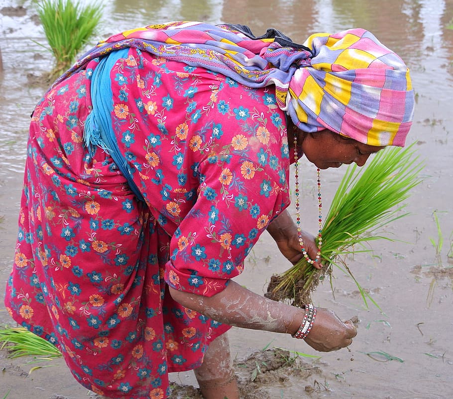 Woman, Rice, Planting, Nepal, nepalese, asia, people, culture, ethnic, dress