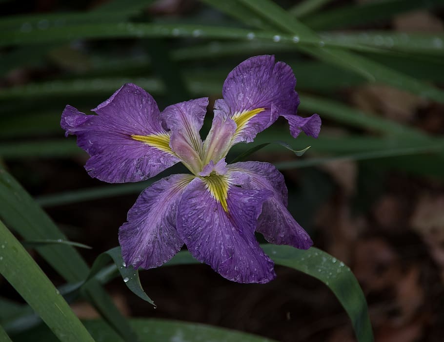 water iris, louisiana iris, rain, mauve, purple, yellow, aquatic, flower, flowering plant, fragility