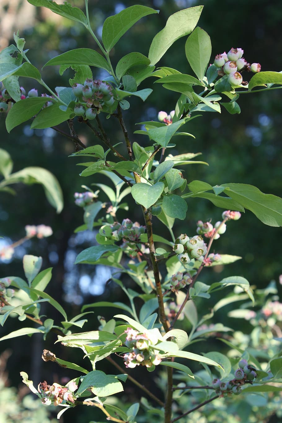 turning, blueberries, green blueberries, blueberry bush, growth, plant, leaf, plant part, beauty in nature, green color