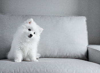 Royalty Free Spitz Puppies Photos Free Download Pxfuel