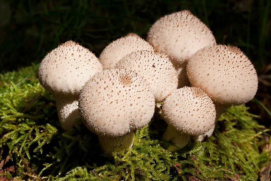 umbrinum, bovist, mushrooms, bag, pear shaped, white, young, grainy, scaly, edible