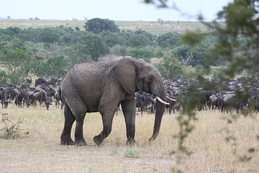 アフリカ, サファリ, 野生動物, ケニア, タンザニア, セリンゲティ, 象, 大移動, サファリ動物, 野生の動物
