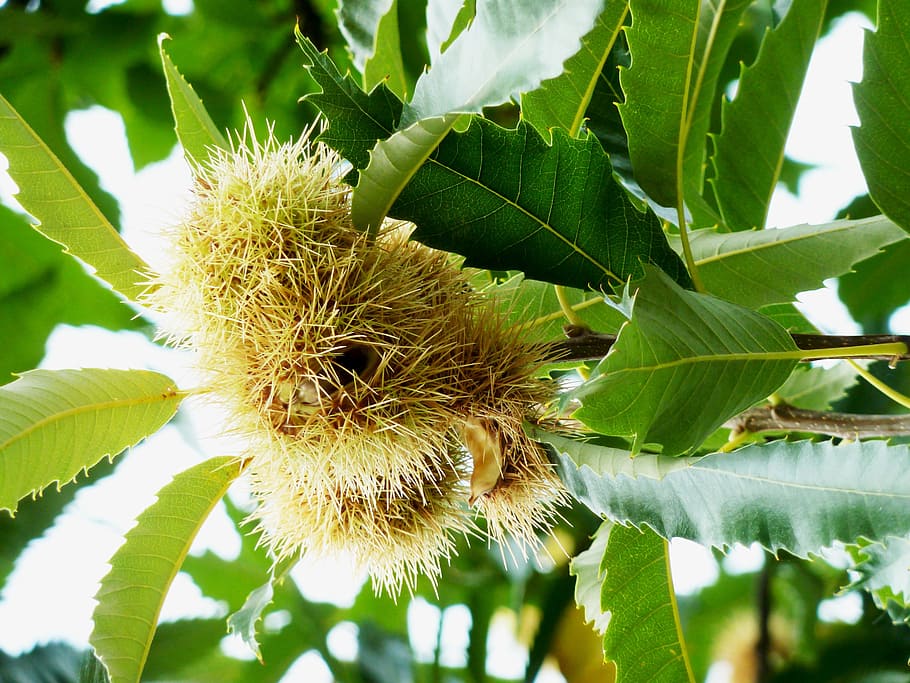 chestnut, fruit, maroni, autumn decoration, nutrition, spur, food, specialty, brown, prickly