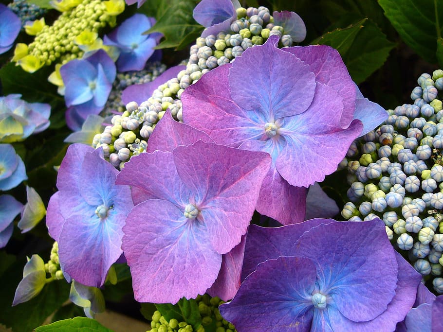 purple petaled flowers, blue hydrangea, flowers, floral, bloom, blossom, garden, fresh, petal, natural