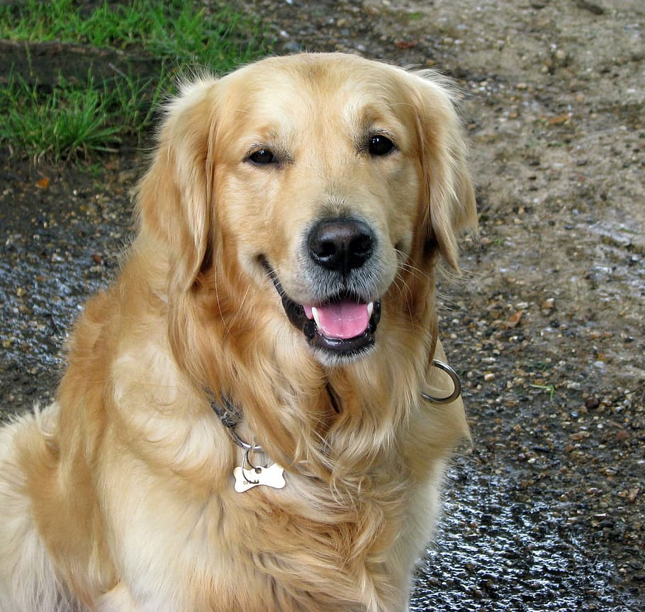 tan golden retriever, tan, Golden Retriever, dog, beautiful, retriever, portrait, close-up, animal, pet