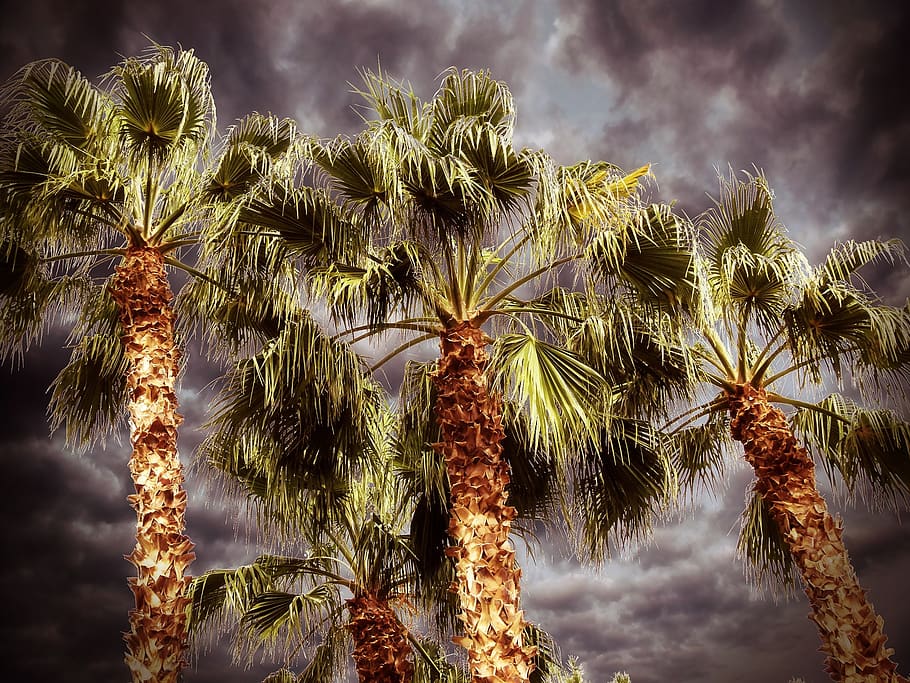 palm, palm tree, desert, nature, leaves, natural, plant, park, lomo, thunder storm