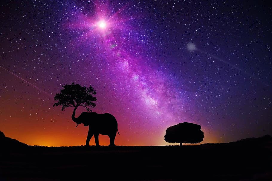 elephant silhouette, digital, wallpaper, galaxy, milky way, space, sky, night, universe, star