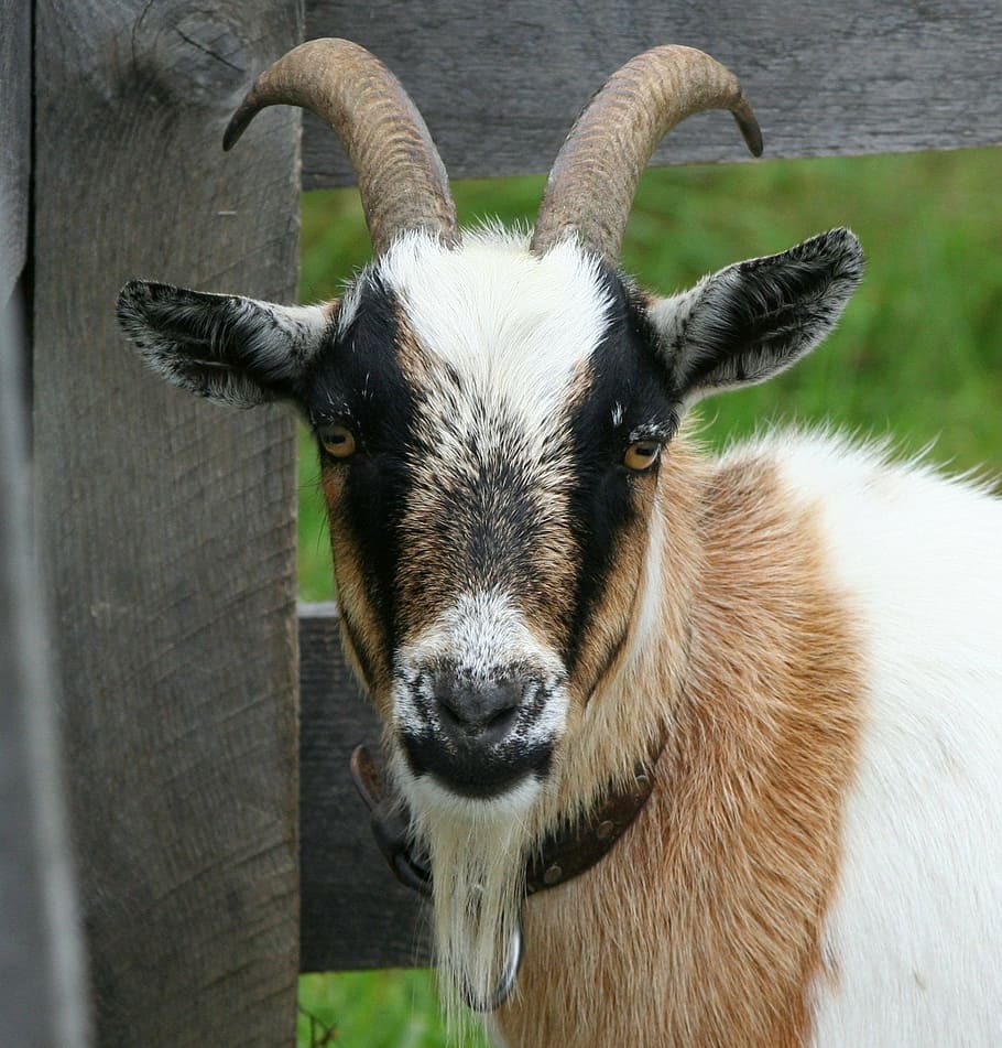 closeup, white, brown, goat, boer bok, horns, domestic, ram, livestock, mammal